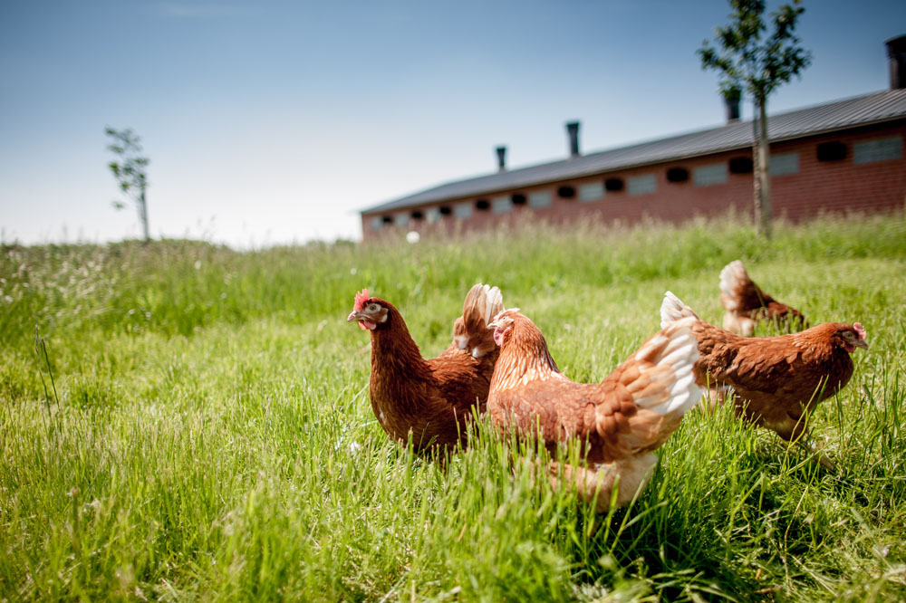 Actualités - La Ferme Peultier 